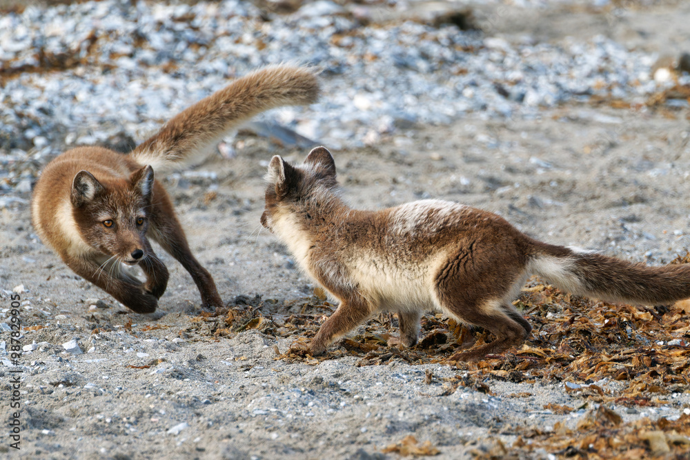Arctic Fox Cubs during the Summer, Gnålodden, Hornsund fjord, Spitzbergen, Svalbard Arctic Fox Cubs during the Summer, Gnålodden, Hornsund fjord, Spitzbergen, Svalbard