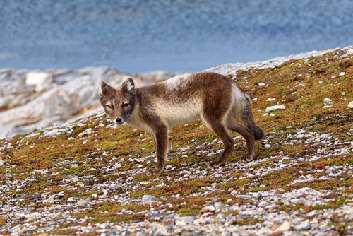 Arctic Fox Cub during the Summer, Gnålodden, Hornsund fjord, Spitzbergen, Svalbard photo