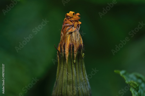 Big dandelion flower photographed close-up