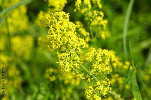 Closeup yellow flowers of lady's bedstraw, yellow bedstraw (Galium verum) in a Dutch garden. Family Rubiaceae. Autumn, September, Netherlands