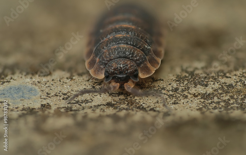 Photography grey rough woodlouse, Porcellio scaber