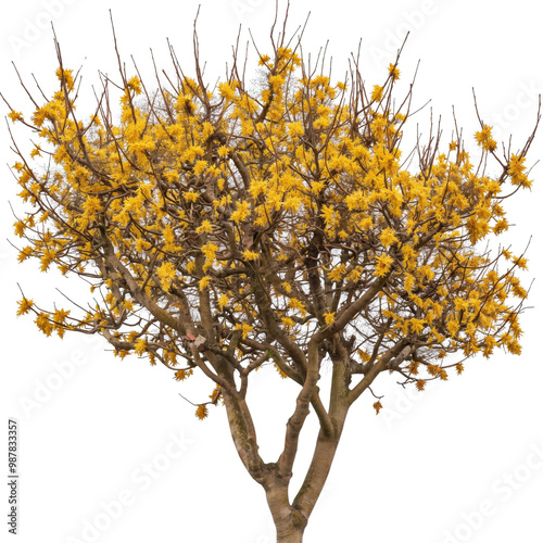 Golden Canopy: A Solitary Tree Bursts with Springtime Blooms