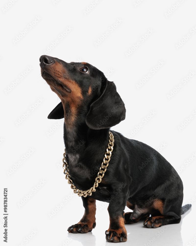 Obraz premium curious little teckel dachshund dog with golden collar looking up