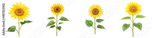 Four vibrant sunflowers with green leaves, isolated on a transparent background