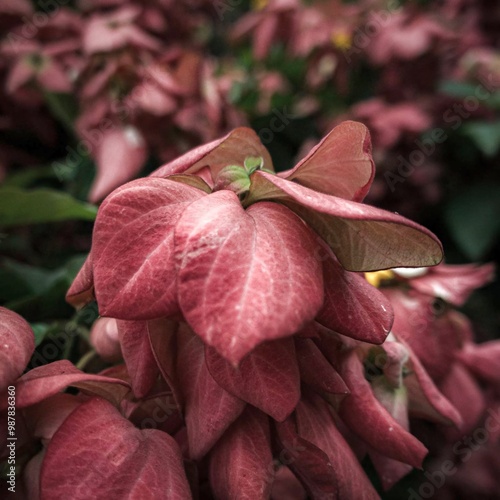 an unkown exotic red flower in botanical garden photo