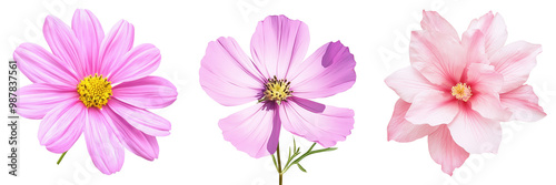 Three pink flowers isolated on a transparent background