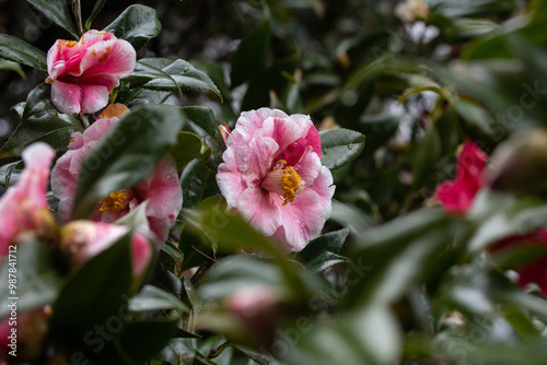 Wallpaper Mural Pink Camellias with Green Leaves Torontodigital.ca