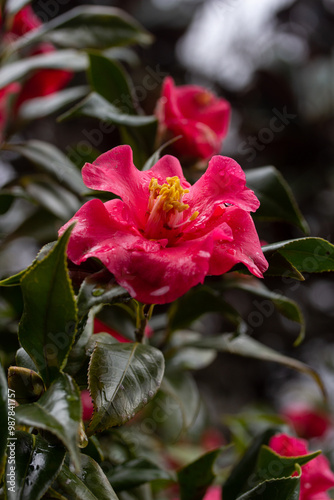 Wallpaper Mural Red Moody Camellia Torontodigital.ca
