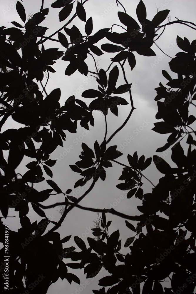custom made wallpaper toronto digitalShadows of Magnolia Leaves in Still Water