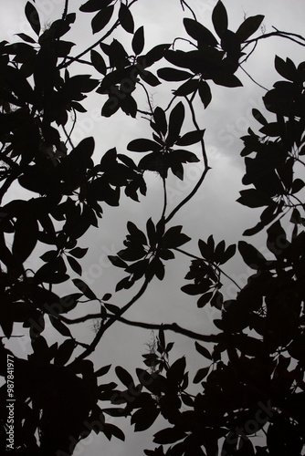 Wallpaper Mural Shadows of Magnolia Leaves in Still Water Torontodigital.ca