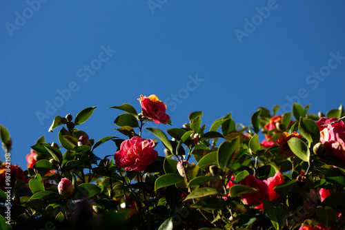Wallpaper Mural Red Camellias Against Blue Sky Torontodigital.ca