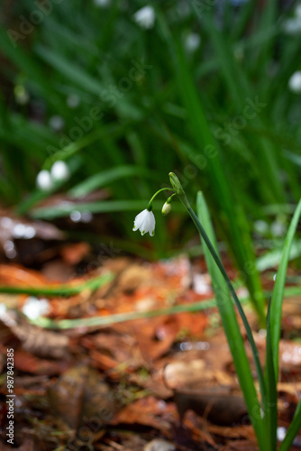 Wallpaper Mural Snowdrop flower in garden Torontodigital.ca