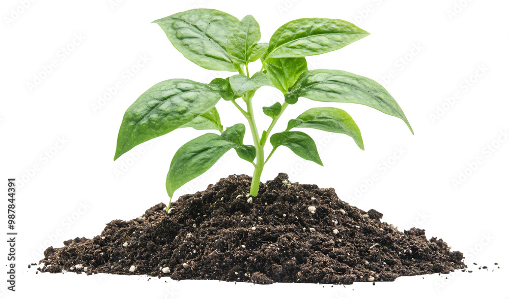 Young plant growing in soil, seedling environmental concept Young plant growing in soil, seedling environmental concept
