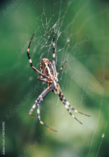 A close-up macro shot of a Wasp Spider (Argiope bruennichi) resting in its intricate web. The spider's vibrant yellow, black, and white striped pattern is clearly visible against the green blurred bac