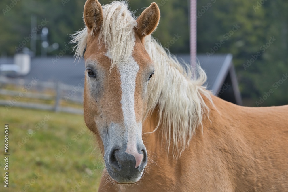 Obraz premium Cavallo avelignese con chioma primo piano in montagna