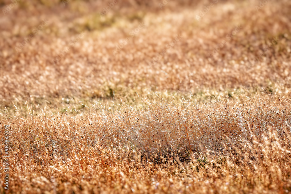 Fototapeta premium gros plan sur la prairie sèche