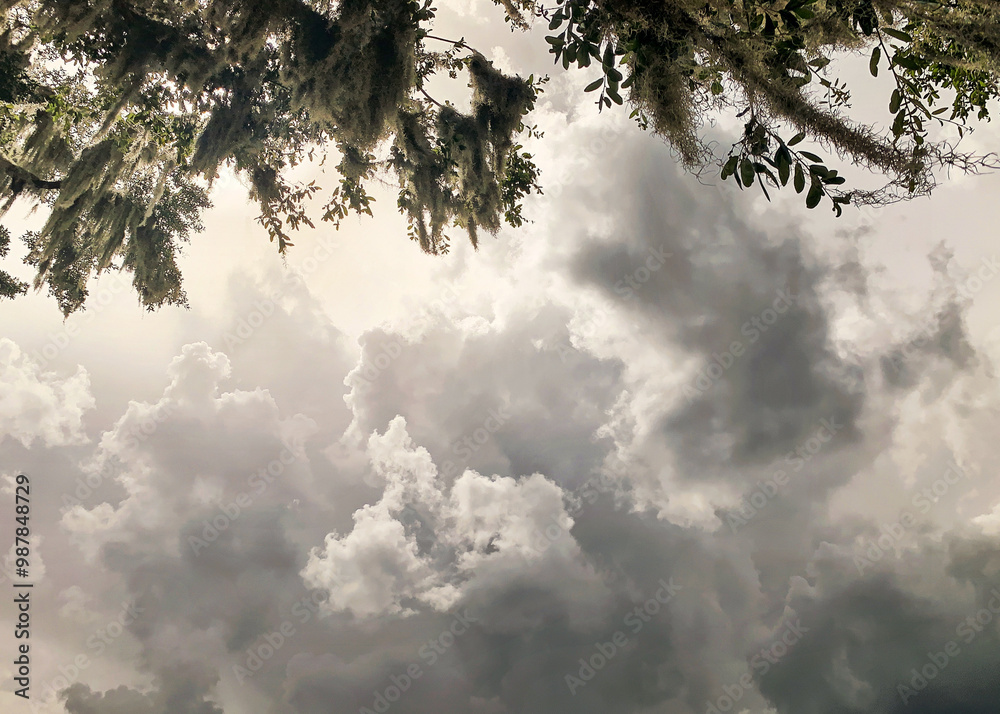 Obraz premium Cloudscape With Depth Behind Live Oak Branches And Spanish Moss
