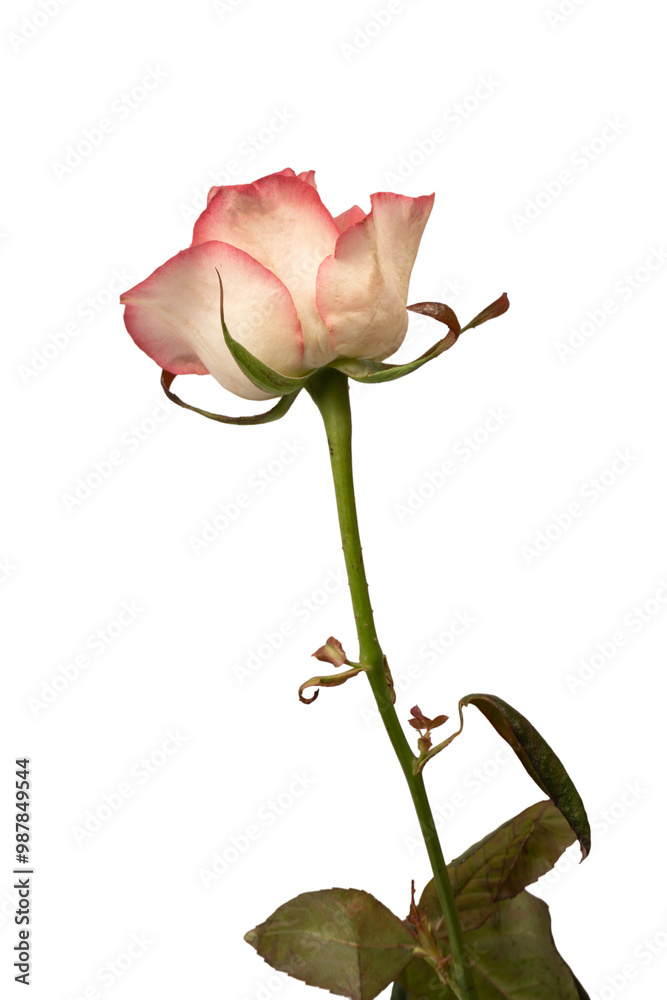 Pink and white beautiful rose isolated on a white background. Pink and white beautiful rose isolated on a white background.