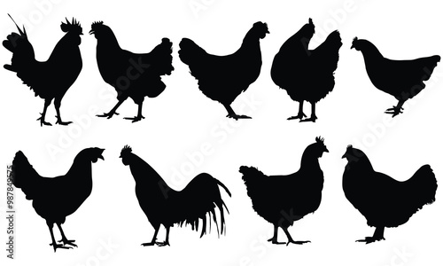 Hen Silhouettes vector bundle Set of Cock silhouette collection