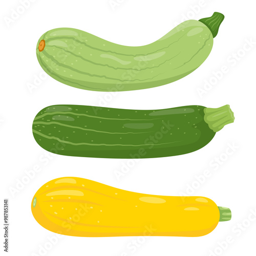 Set of different sorts of Zucchini. Green and yellow types of farm zucchini plant icons. Organic garden vegetarian food. Vector illustration isolated on white background.