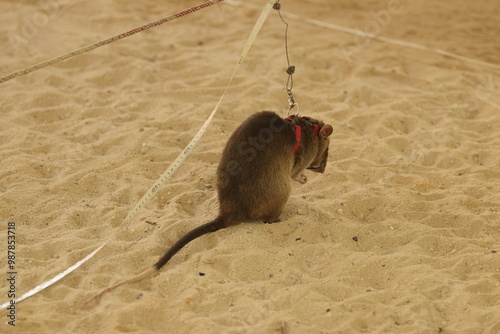  Vigilant Guardian of the Sands photo