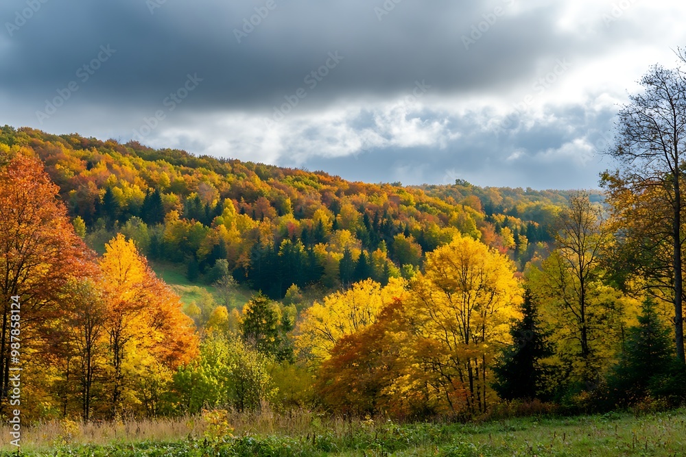 Naklejka premium Panoramic view of autumn forest with colorful foliage and dramatic clouds