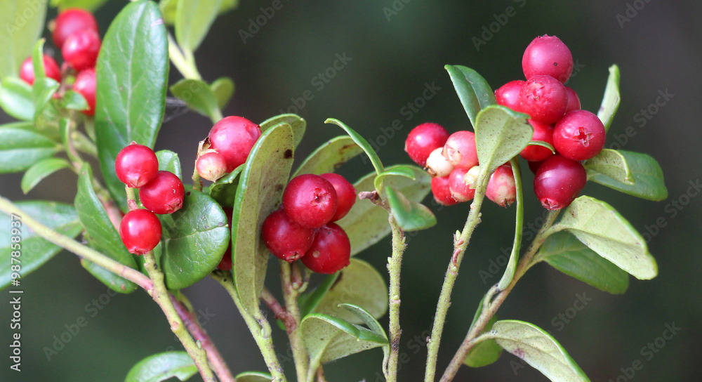 Obraz premium Cranberry berries (Vaccinium vitis-idaea) are ripening on the bush