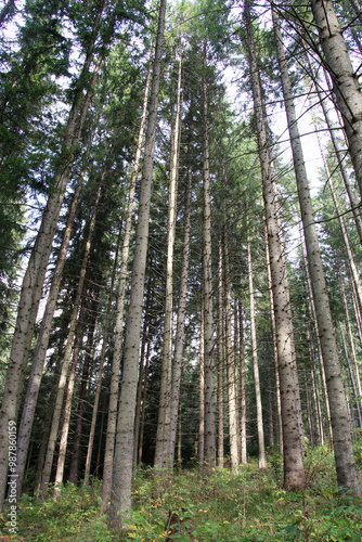 European spruce (Picea abies) grows in the mountainous Carpathians in Ukraine