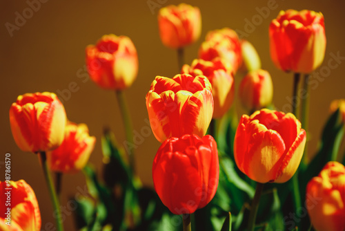 Colorful orange tulips grow and bloom in close proximity to one another in tulip flower garden. Red orange tulips swaying gently in the spring breeze.