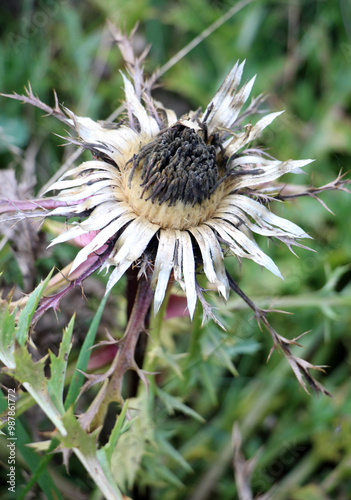 Stemless thistle (Carlina acaulis) grows in nature photo