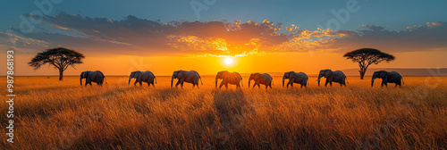 A herd of elephants walks across the savanna as the sun sets.