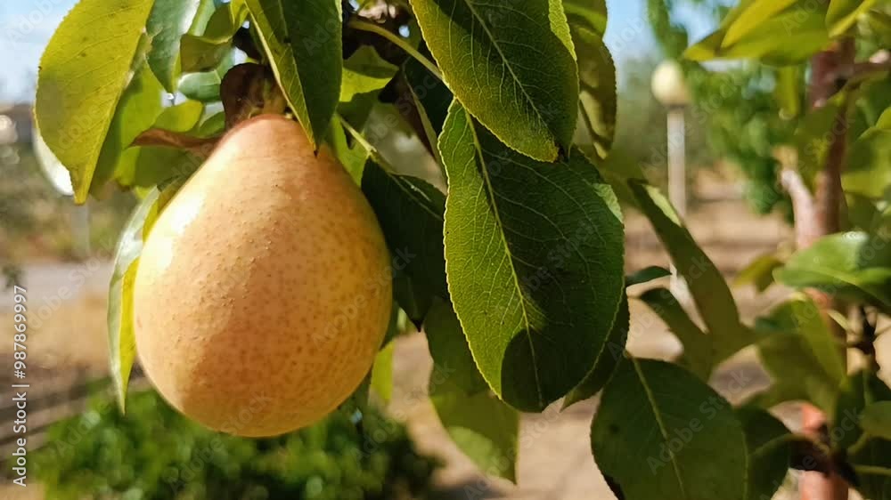 Pears harvest in summer garden. Fresh ripe juicy pears hang on tree branch in orchard. Ripe yellow pear on branch of pear tree in orchard for food outside Pears harvest in summer garden. Fresh ripe juicy pears hang on tree branch in orchard. Ripe yellow pear on branch of pear tree in orchard for food outside