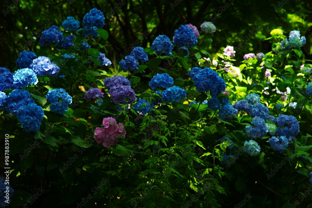 forget me not forget me not