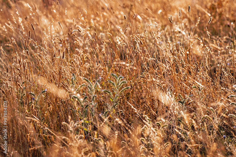 Fototapeta premium beauté de la prairie sèche au coucher estival du soleil