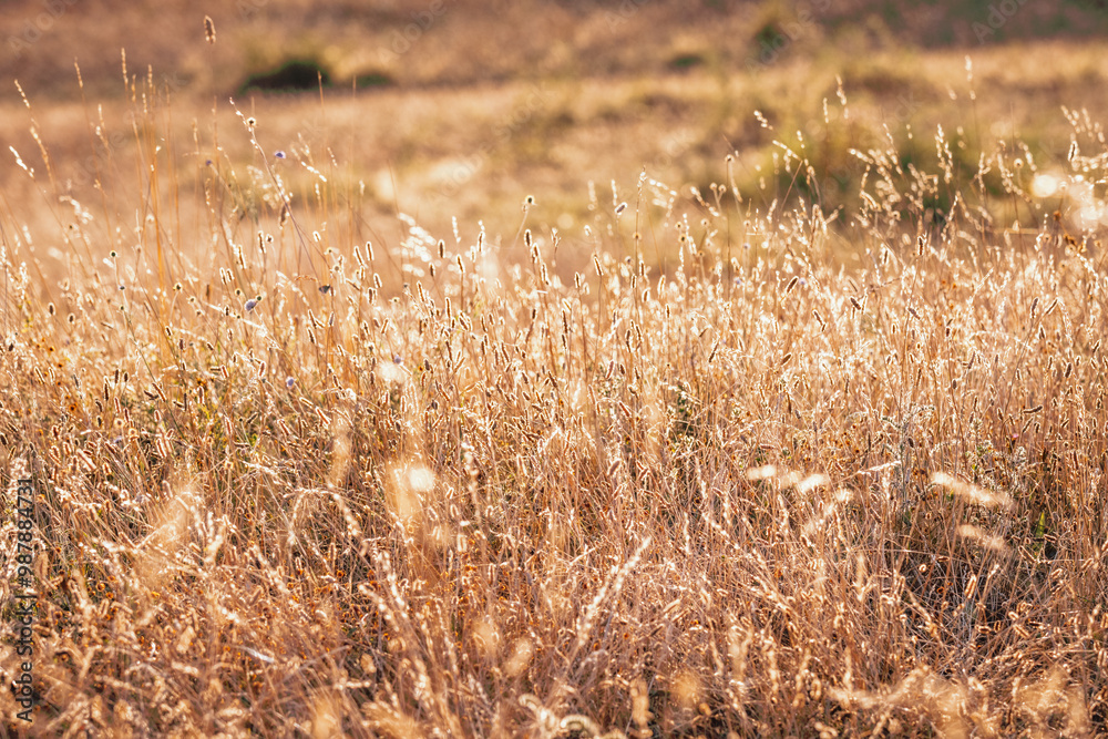 Fototapeta premium beauté de la prairie sèche au coucher estival du soleil