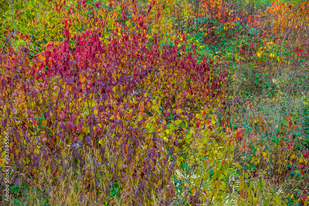 Multicolored autumn etude in the meadow Multicolored autumn etude in the meadow