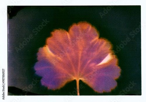lumen print, geranium flowers, alternative photo processes