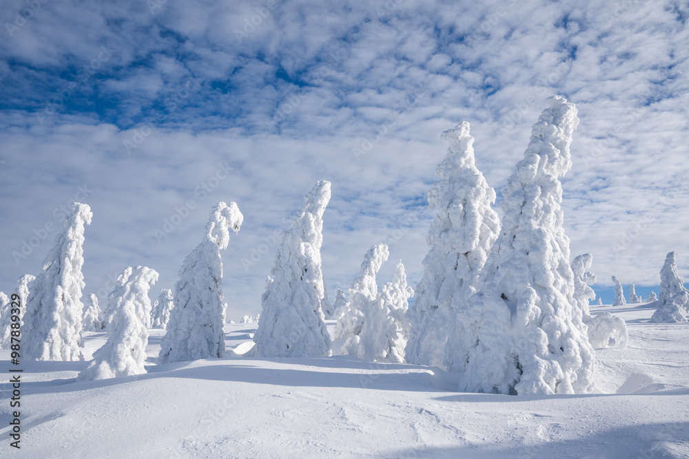 Snow-covered trees in a winter landscape