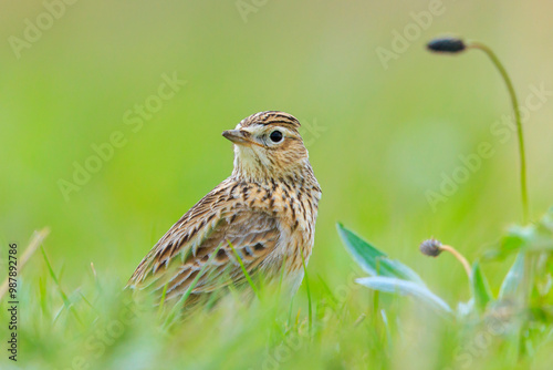 Eurasian skylark bird Alauda arvensis bird in a meadow photo