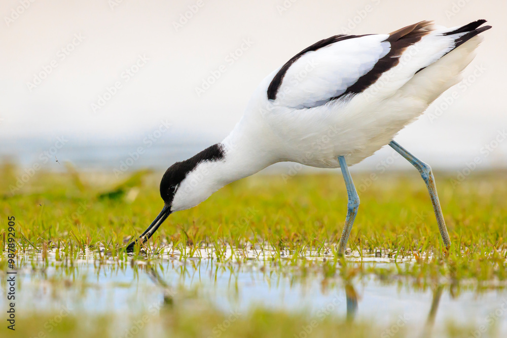 Obraz premium Pied Avocet, Recurvirostra avosetta, foraging