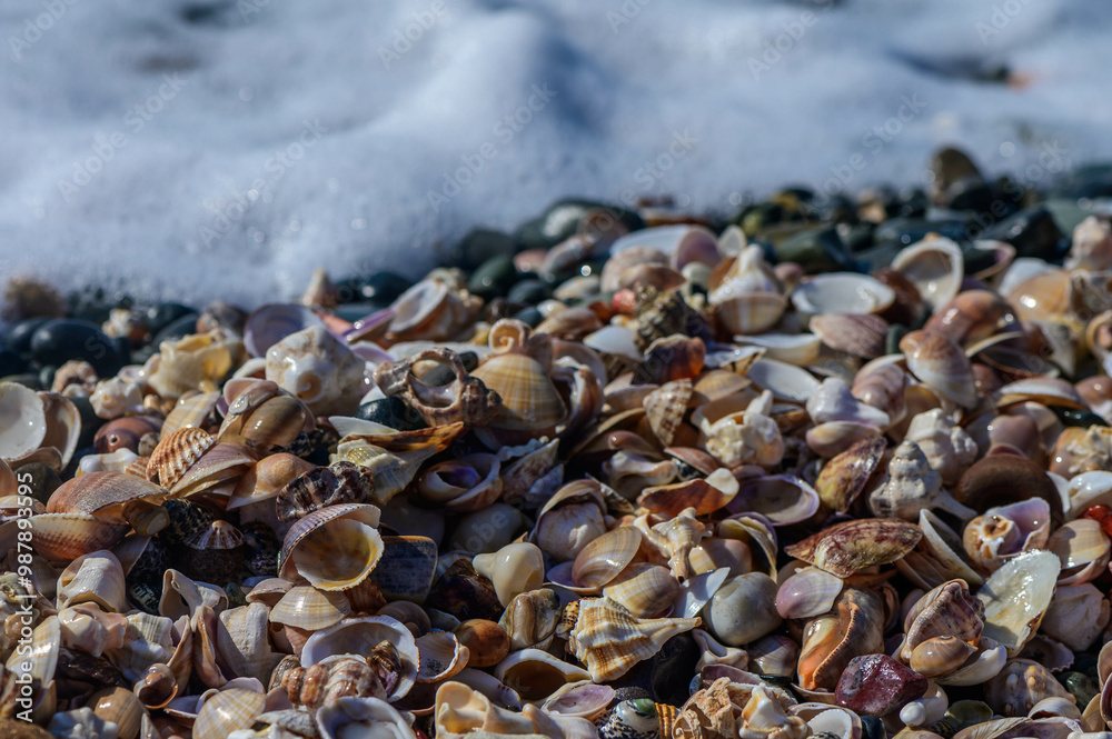 Lots of seashells at the water's edge, selective focus 2 Lots of seashells at the water's edge, selective focus 2