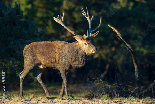 Male red deer, cervus elaphus, rutting during sunset photo