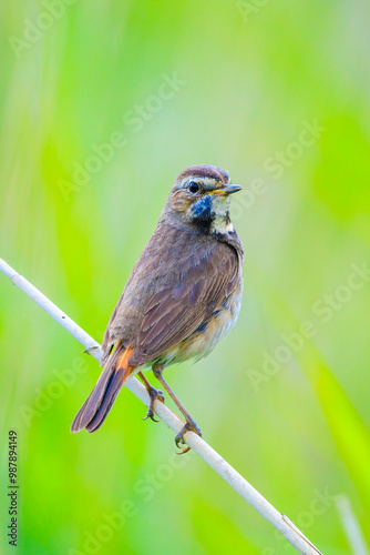 Closeup of a blue-throat bird Luscinia svecica cyanecula singing photo