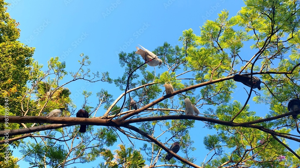 Fototapeta premium Pigeons on a tree against the blue sky. Wild birds sitting on tree branches in the park. Wild bird life. Beautiful wildlife photography. Pigeon family. Birds in the wild. Ornithology.