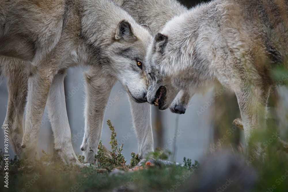 Obraz premium Pack of wolves showing dominance 