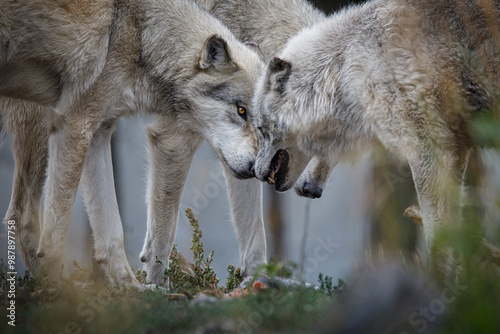 Pack of wolves showing dominance 