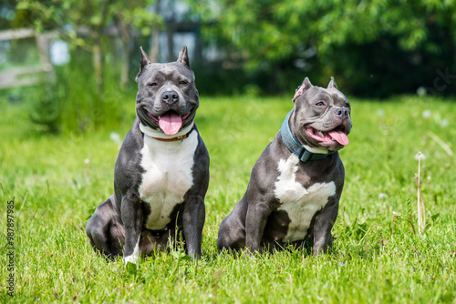 Blue hair American Staffordshire Terrier and American Bully dogs outside on green grass