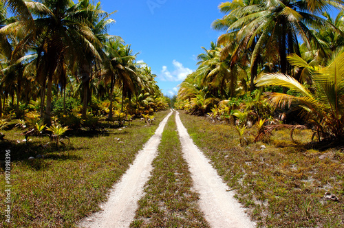 Coconut palms and dirt road on small island.