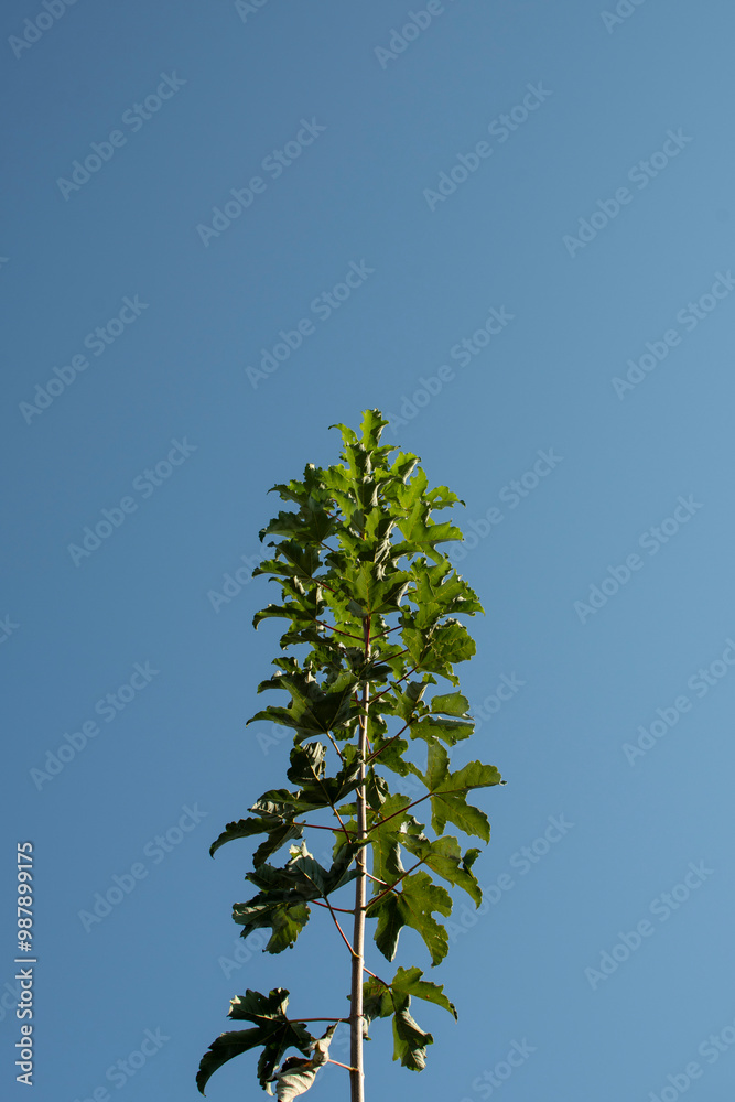 Fototapeta premium Young maple on the background of the blue sky