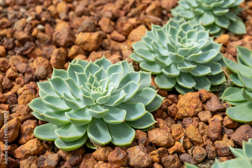 succulent cactus plant in garden